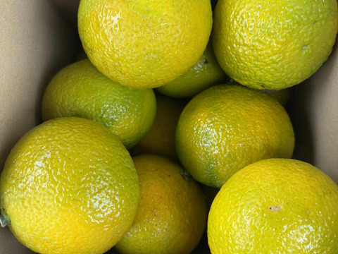 自然栽培♪ スイートスプリング3kg12-13玉