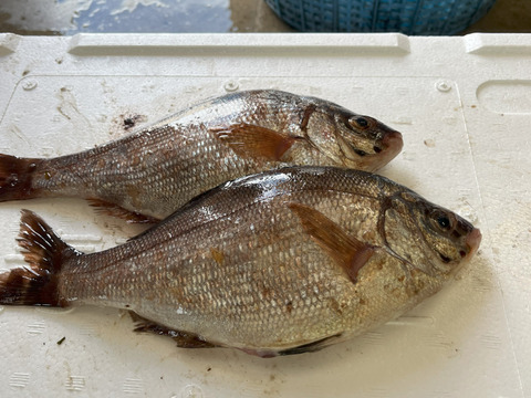 【青森県佐井村直送】おまかせ鮮魚ＢＯＸ　約３キロ