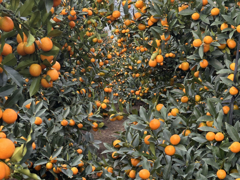 ❮中キズあり❯2Lサイズきんかん(2kg)   ガブっと！！完熟ハウスキンカン