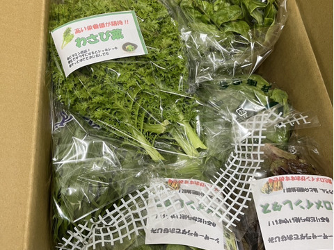 淡路島からの野菜6種❣️お任せセット(^-^)v❣️野菜セット