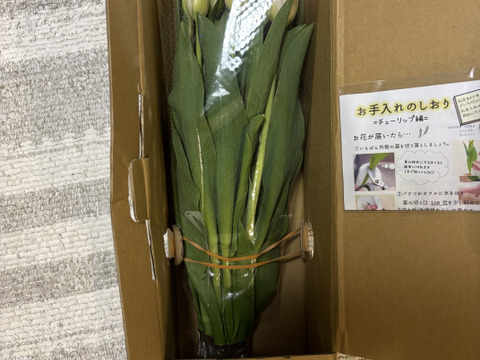 フラワーファームしろねのチューリップ　桃系10本　　※北海道・沖縄県配送不可※