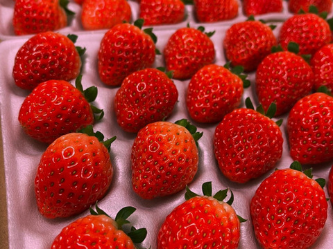 クリスマスケーキ向け　Lサイズいちご