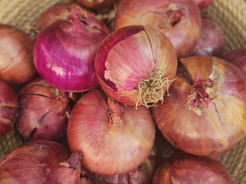 サラダなどの彩りに紫玉ねぎ　5kg(2S～Mサイズ）