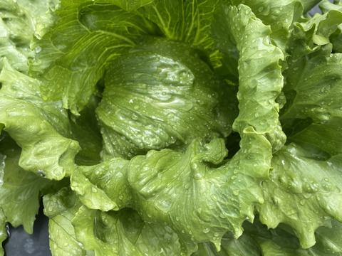 【淡路島より春をお届け】春のサラダセット