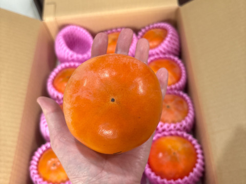 【柿の王】定番を極めた最高級の富有柿（5kg）熨斗対応可【冬ギフト】