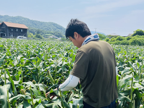 【生で食べられる幻の白いとうもろこし】香川県産ピュアホワイト🌽🤍