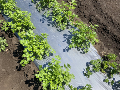 栽培期間農薬不使用　イタリアンパセリ　フレッシュハーブ　500グラム