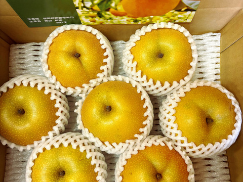 【激レア品種①】とにかく甘い‼️あきあかり梨✨️約2.2kg(5-7個入)糖度13度越‼️ 幸水・豊水より甘い!‼️キメ細かでなめらかな果肉、とってもジューシー💦日持ち良し😋