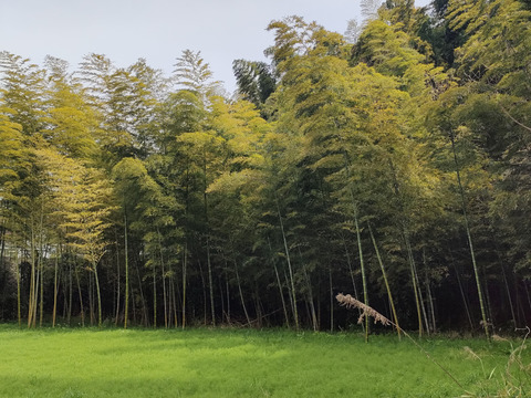 春の味覚　たけのこ！！浅堀り　柔らかくえぐ味少ない　その日に発送　神奈川県産　４キロ〜５キロ（シーズン終盤のため増量致しています）