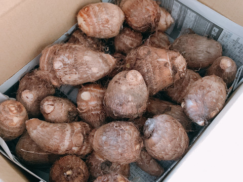 新潟県産 ねっとり食感の土垂里芋1.５kg