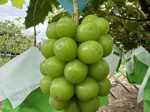 山梨県産「シャインマスカット」