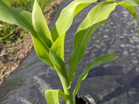 2025年8月上旬発送[自然栽培]朝採れ！程よい甘みのとうもろこしキャンベラ10本セット