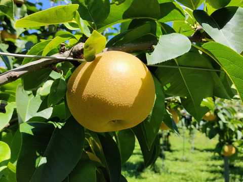 秋の味覚セット（完熟シャインマスカットと大玉あきづきの詰合せ）