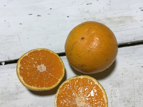 【 農薬不使用で育てました】大きくなりすぎた早生みかん2kg