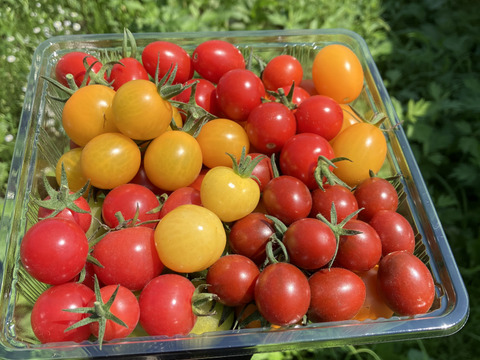 【自然栽培】カラフルトマト約8種mix《60サイズ》