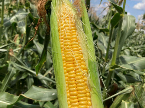 ★限定100本★  4代続く農家が栽培　生でもおいしい「山城のとうもろこし」　4～6本