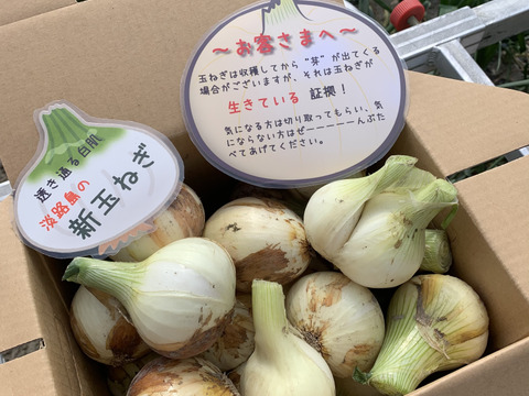 ❣️訳ありかも5kg‼️玉ねぎ大国淡路島からの新玉ねぎ‼️🧅特別栽培農産物