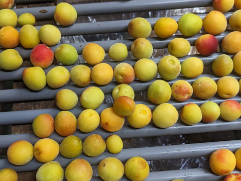 【有機JAS認証】【訳あり】令和7年産有機梅干しの「つぶれ梅」。300g特大サイズ4L