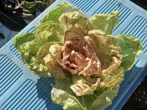 食卓に咲く「食べるバラ」。京都丹波産・高級チコリ「ルシア」ー 苦み少なく、驚きの美しさ　１玉（約３００ｇ）