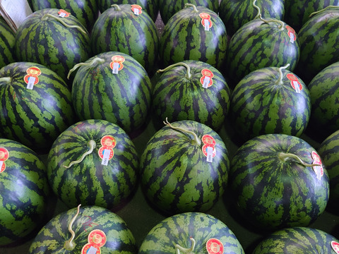 長崎産「まつりばやし」3Ｌ玉