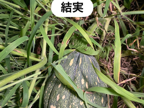 草と菌、天水で育てた 島かぼちゃ（八丈島系）　3kg