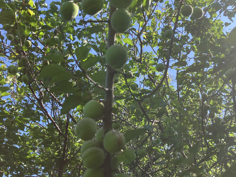 自然栽培♪ 生梅小さめ2kg