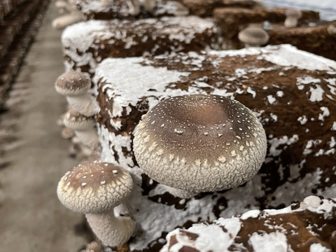 肉厚でやわらかな食感です！秋田県東成瀬産【仙人しいたけ】※約500g