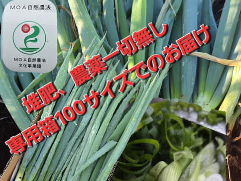 【専用箱・新鮮袋付き】堆肥、農薬無し　自然栽培ネギ　根付き　４キロ