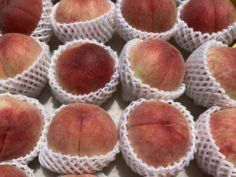 桃っ （ُ م ُ）南信州産あかつき　5〜9玉入　約1.8kg