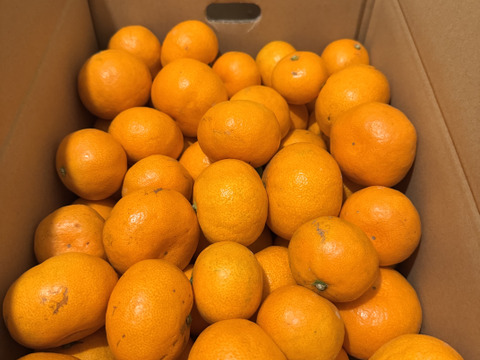 【貯蔵熟成ミカン】完熟早生ミカン 5㎏。サイズ混合。