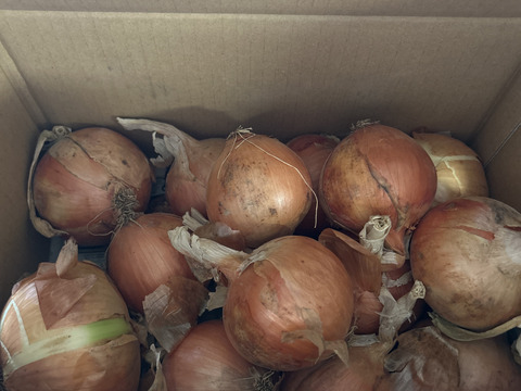 ５.５KG【味に自信あり:貯蔵用玉葱】淡路島　洲本農園オリジナルブランド玉葱、洲錦（しまにしき）