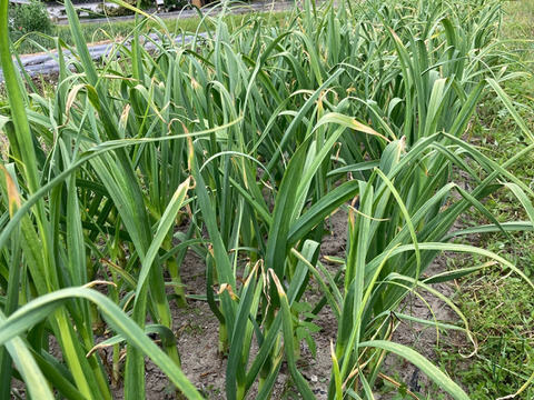 【生にんにく】年に一度、今しか食べれない生ニンニク！兵庫県神戸産！農薬不使用｜1kg