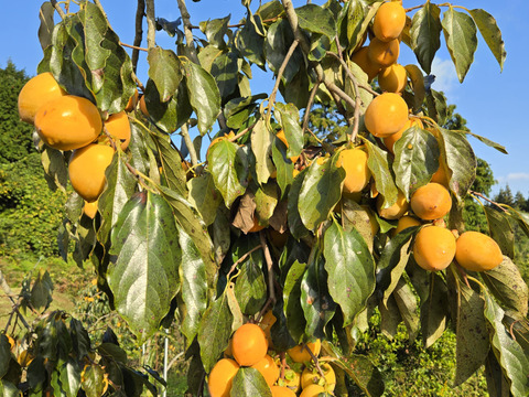 ★わけあり品　自然栽培 干し柿用 愛宕柿 渋柿 7kg ※干し柿用クリップ必要