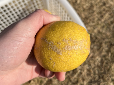 レモン【高知県産】（品種：リスボン）防腐剤・ワックス不使用　1.5kg〜1.7kg