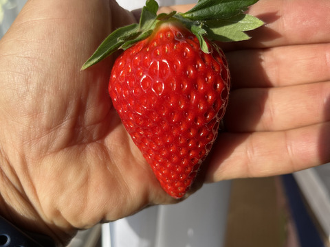 獲れたて、大玉、いちご「かな小町」800ｇ