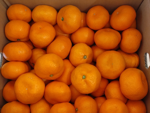 濃厚完熟　蔵出し　青島みかん　優品・１０ｋｇ