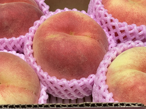 🍑さくら白桃　約1.5kg 5玉前後　9月上旬発送　希少な桃　【ASIAGAP認証農場：津軽農園】　安心・安全な桃　収穫した日に発送　家庭用　農家直送【朝どれ】