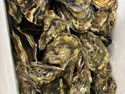 【生牡蠣】【生食用】三重県産 殻付き 浦村かき
S～Mサイズ 20個入り 1.8Kg (2～4人前）
牡蠣 貝類 海鮮 BBQ バーベキュー 母の日父の日【冬ギフト】【生で食べれる美味い牡蠣】