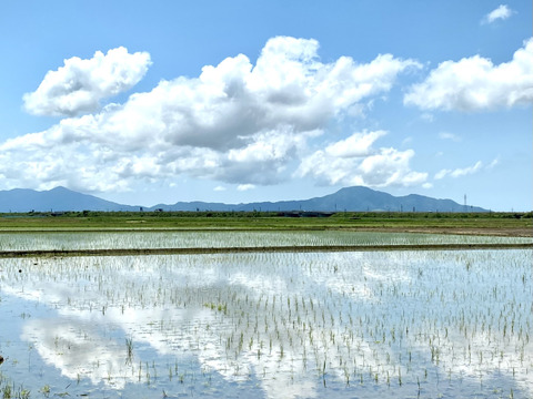 新潟県産純米コシヒカリ【令和7年産 新米🌾】 枝豆の郷から産地直送【お歳暮も承ります】