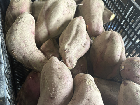 【訳あり品】ホックホクのさつまいも『紅あずま』（5kg）3L〜サイズ