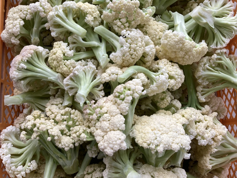 信州四賀より里山の旬野菜セット　10～12品目【M】