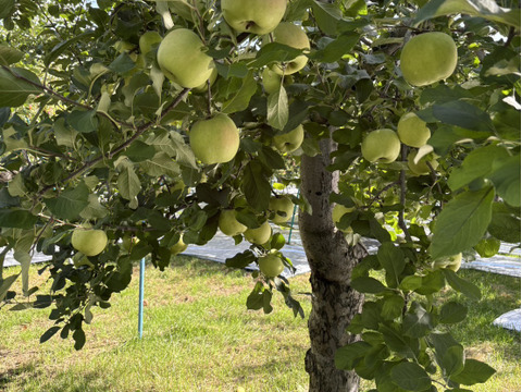 ”さわやかりんご”特別栽培 シナノゴールドＡ品・5㎏