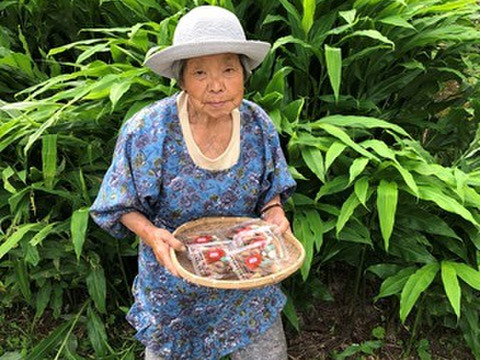 自然栽培 シャキシャキみょうが ミョウガたっぷり使える0 250ｇ 2パック約500gお 薬味に味噌汁や天ぷらなど 期間限定お早めに 徳島県産 食べチョク 農家 漁師の産直ネット通販 旬の食材を生産者直送