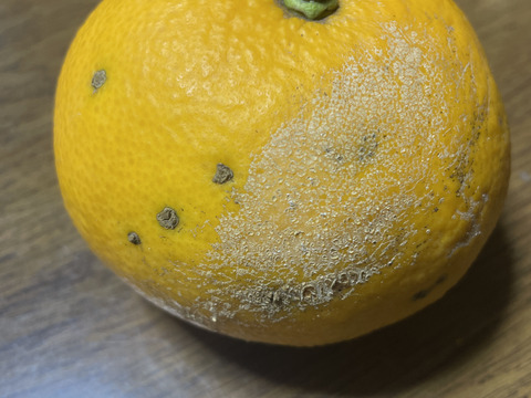 訳あり八朔　農薬を未使用　箱込み4.5キロ以上　(サイズはバラバラ)