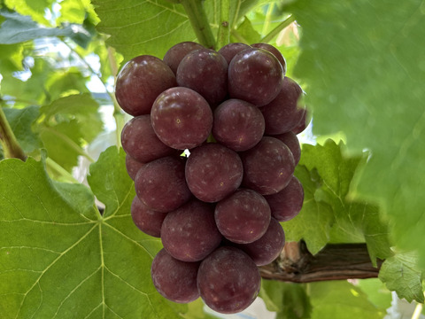 【家庭用】即発送！７月末発送 果汁たっぷり！あづましずく1kg2~3房