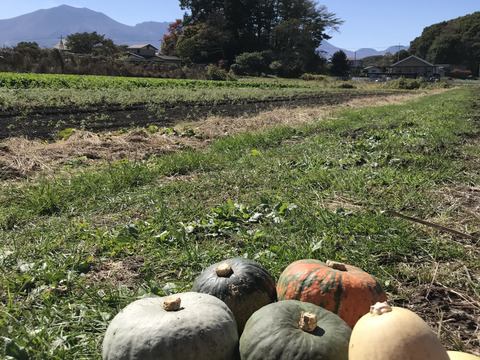 しっとりホクホクのかぼちゃ。（大）80サイズ、約4kg