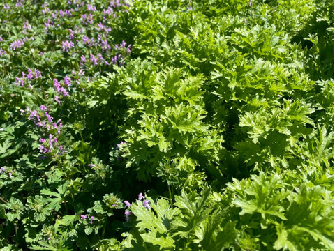 🌱和の香り漂う古代わさび菜🌱ぴりりと優しい刺激が癖になる☆古代種ブランド野菜【農薬不使用】【化学肥料不使用】【品種改良なしの固定種】お試し約500g🌱5月中旬予約🌱