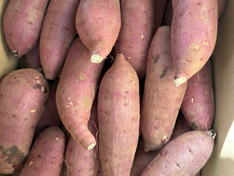 さつまいも(紅はるか)5kg 　S〜LLサイズ