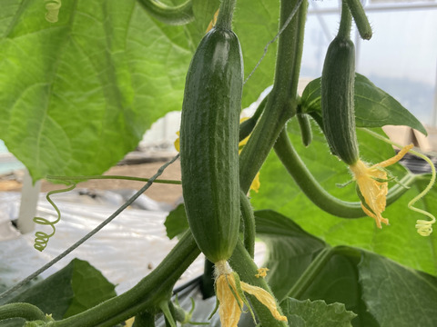 朝採り旬野菜セット(８０サイズ)