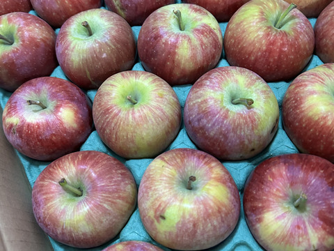 【終わります🍎】シナノリップ5キロ箱 訳あり品商品ID62461 長野県 信州 安曇野 リンゴ 幻 幻のリンゴ 予約 希少 旬